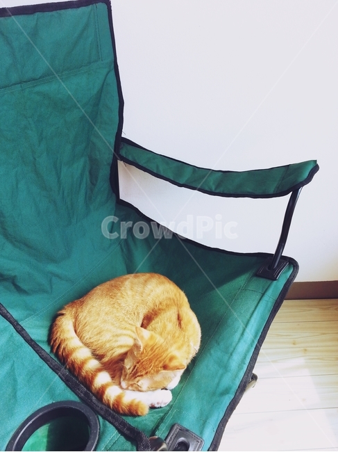 고양이,낮잠,의자,베란다,cat,동물,동물,animal,포유류,mammal,고양이,cat,kitten,kitty