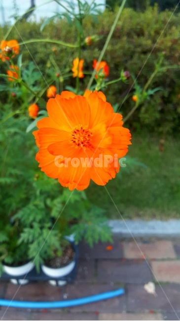 plant,blossom,꽃,flower,식물,식물,자연,plants,nature,꽃,flower