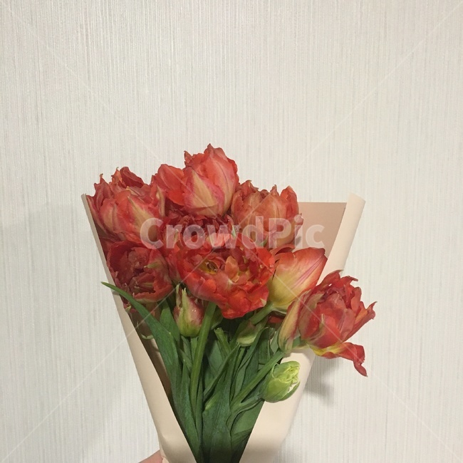 plant,식물,꽃,flower,blossom,꽃부케,flowerbouquet,꽃,flower
