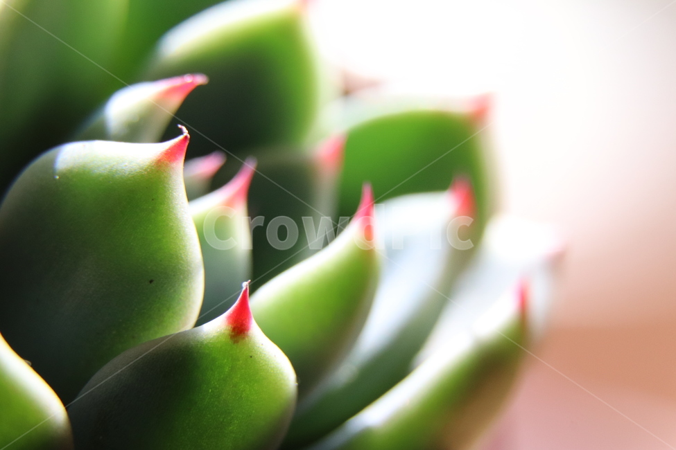 다육이,plant,식물,파비올라,다육