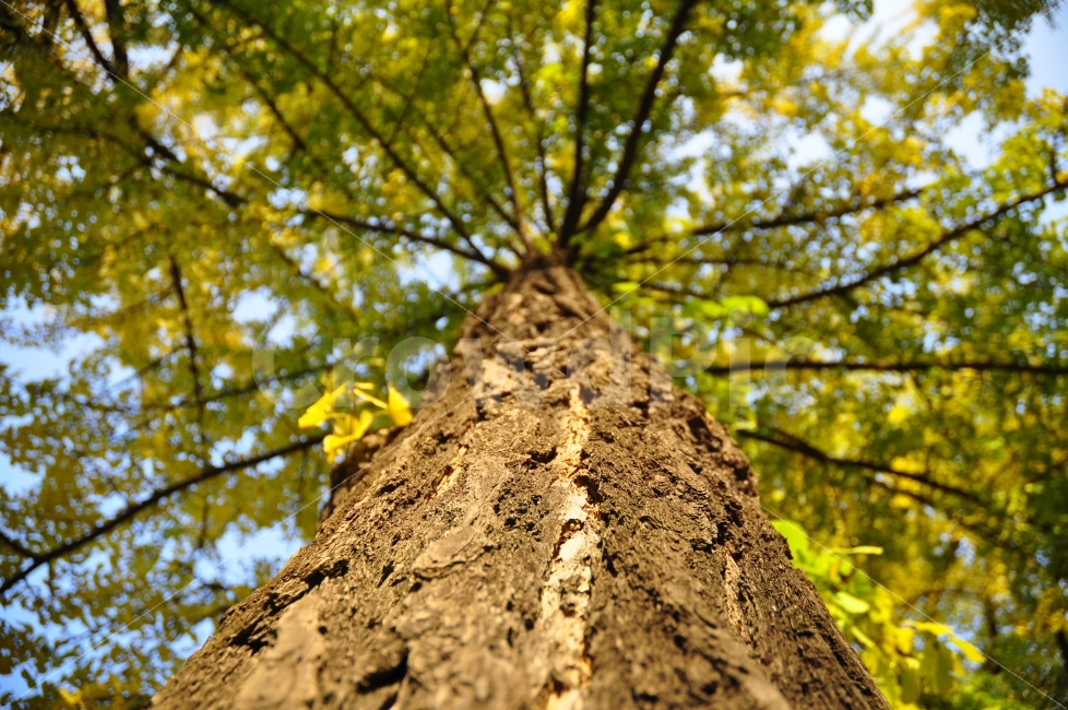 ginkgotrees,nature,tree leaves,tree,yellow,branches,trunk,trees,korea,root,season,Deoksugung Palace,ginkgo tree,stonewall,autumn,Korea,stone wall road,stem