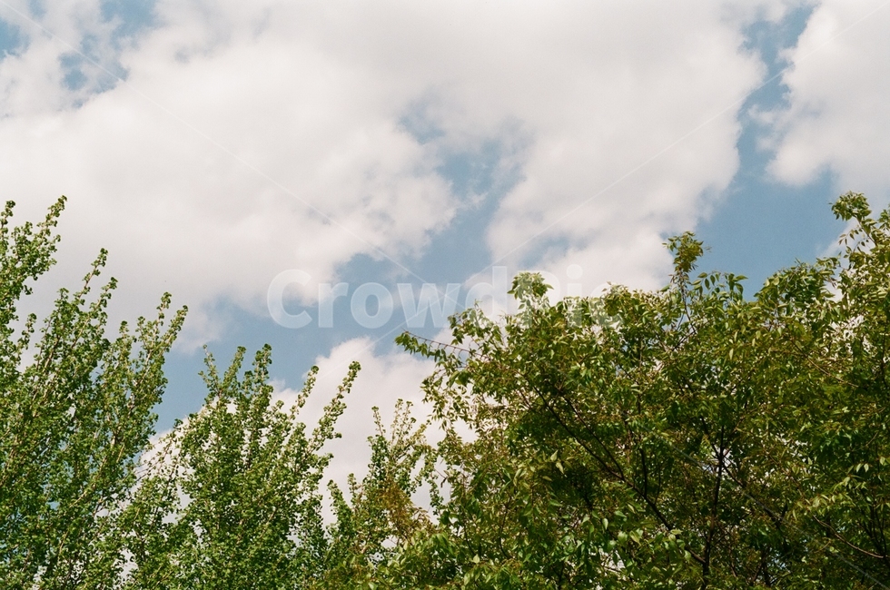 나무,하늘,자연,구름,tree,평화로운,green,sky,가을하늘,자연,풍경,nature,landscape,weather,날씨,outdoors,옥외,cumulus,적운,cloud