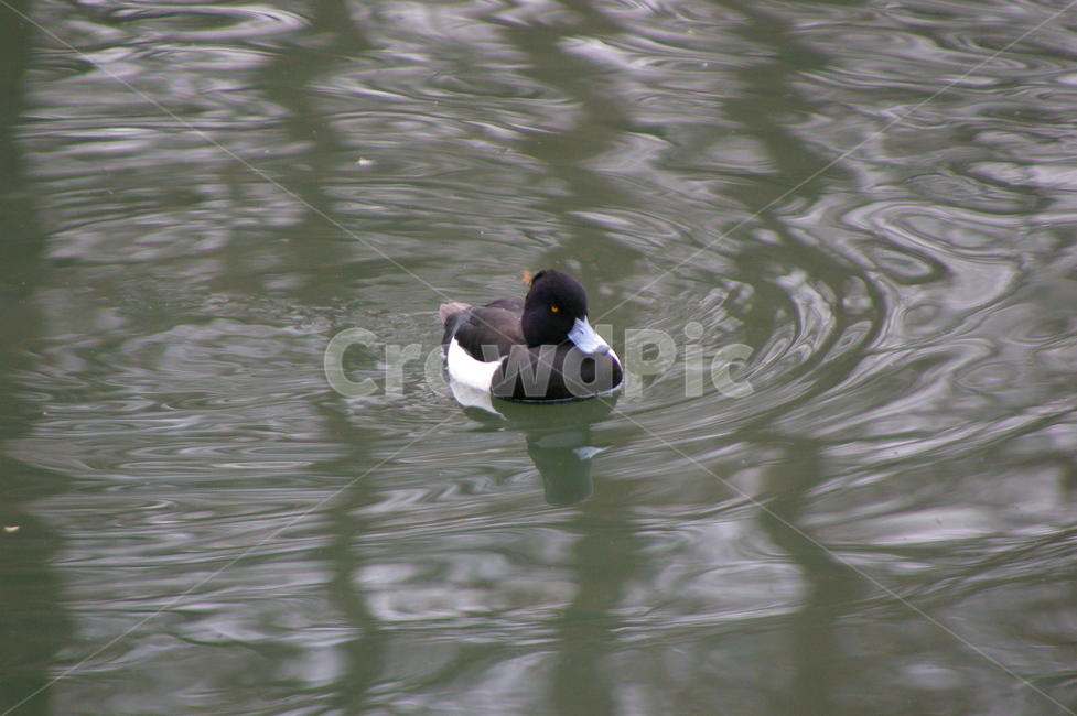 귀여운,야외,옥외,animal,동물,bird,새,mallard,청둥오리,duck,오리,동물,animal,조류,새,birds