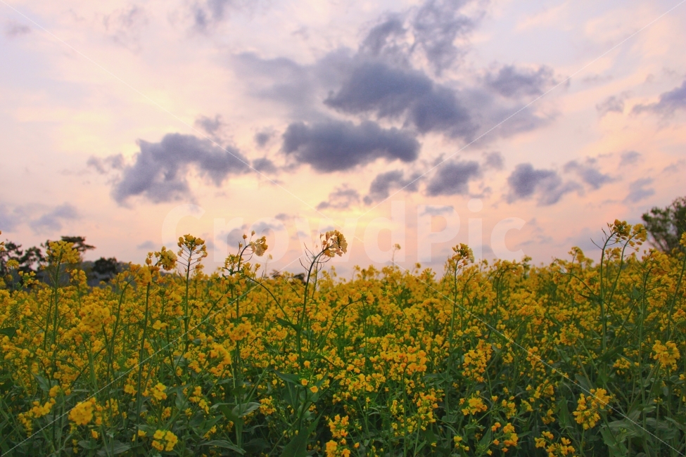 하늘,유채꽃,구름,노을,하늘색,노랑색,석양,자연,풍경,nature,landscape,식물,plants,꽃,flower,grassland,목초지,outdoors,옥외,field,들,farm,농장,rural,농촌,meadow