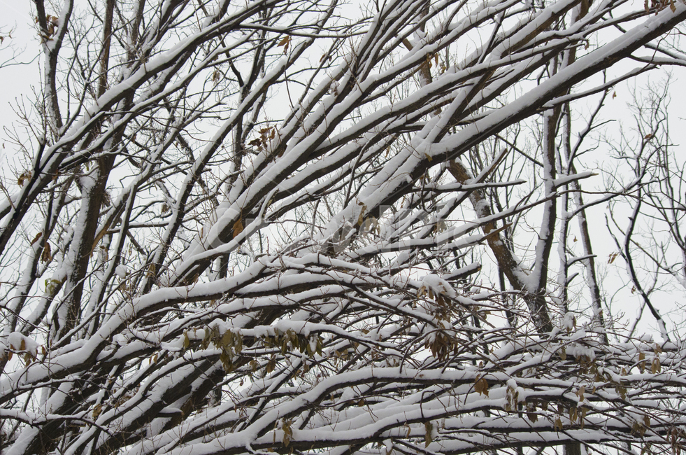 눈내린,나무,흰눈,눈,겨울,설경,scene,view,feeling,emotion,nature,landscape,풍경,감정,감성,자연,계절,snow,tree,winter,white,season,풍경사진,감성사진,정취