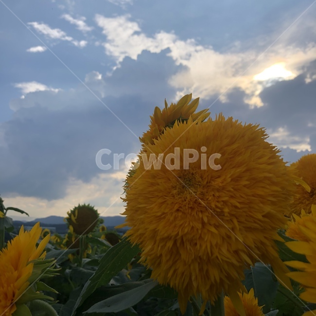 꽃,flower,해바라기,하늘,식물,식물,자연,plants,nature,꽃,flower