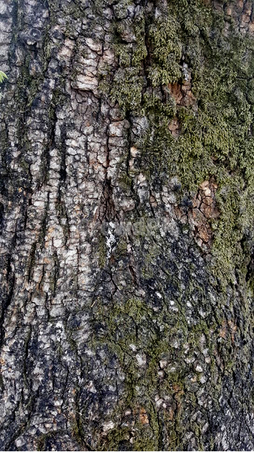 나무껍질,이끼,고목,나무,텍스쳐,texture,거칠함,오래됨,자연,nature,우둘투둘,나무,trees,wood