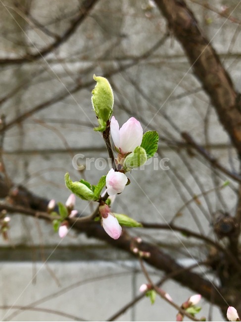 꽃,나무,봄,체리나무,꽃망울,체리꽃,식물,자연,plants,nature,꽃,flower