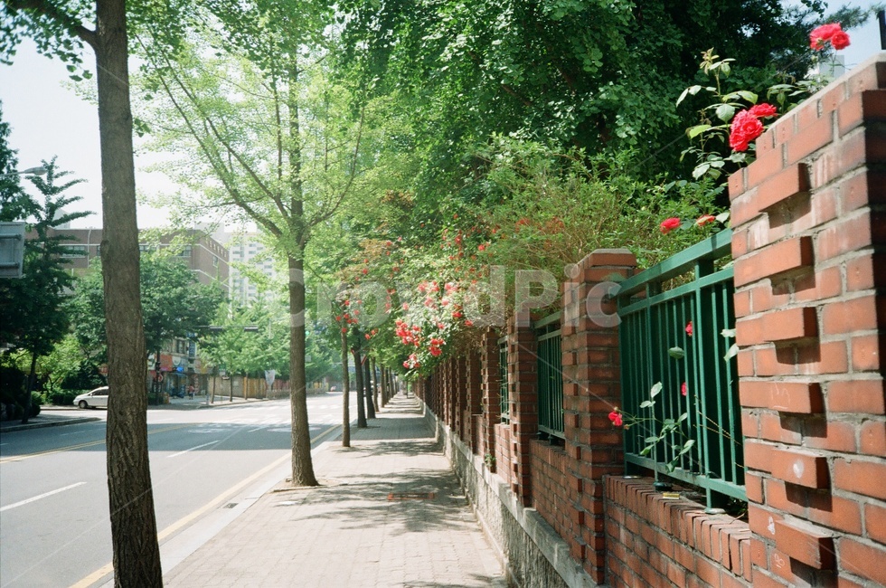 필름카메라,거리,가로수,꽃,outdoors