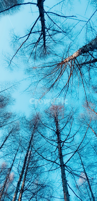 하늘,나무,자연,풍경,예쁨,아름다움,나무가지,예쁜풍경,자연,풍경,nature,landscape,식물,plants,나무,trees,wood,tree,plant