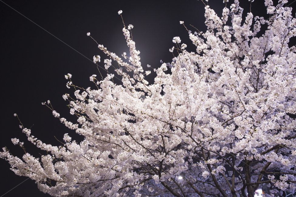 가로등,벚꽃,감성사진,꽃,밤,분위기,팝콘,봄,계절,spring,season,야경,밤,풍경,nightscape,night,landscape,식물,자연,plants,nature,꽃,flower,plant,blossom,cherry blossom