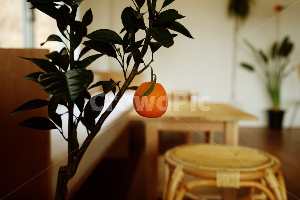 카페,인테리어,과일,귤,나무,식물,자연,plants,nature,과일,열매,fruit