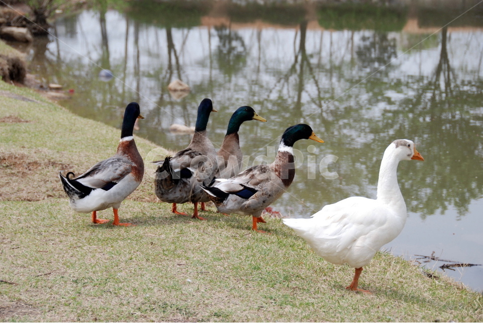 오리,동물,봄,동물가족,나들이,동물,animal,조류,새,birds