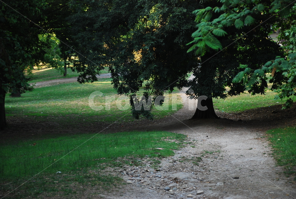 italy,공원,tree,plant,park,자연,풍경,nature,landscape,나무,식물,tree trunk,나무 줄기