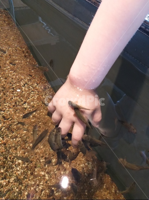 청소물고기,닥터피쉬,생물,물고기,자연