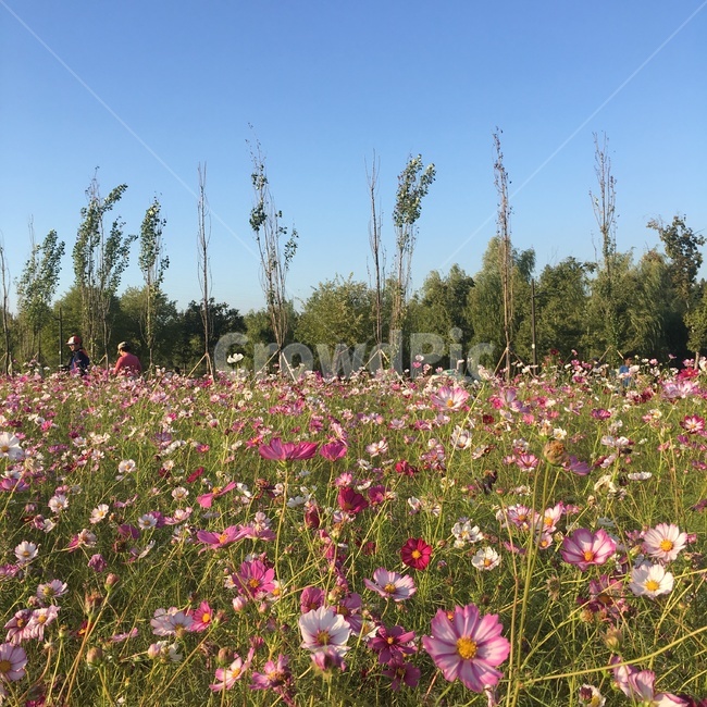 하늘,나무,코스모스,꽃밭,코스모스밭,sky,flower,cosmos,가을,fall