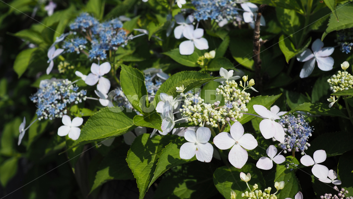 야생화,꽃,green,wildflower,flowers,park,공원