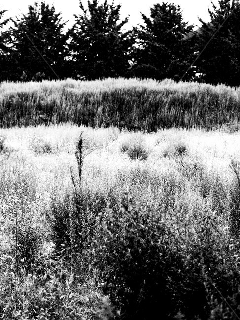흑백,대비,모노크롬,수묵,비,자연,풍경,nature,landscape,흑백,모노톤,monochrome,black and white,outdoors,옥외,grass,잔디,plant,식물,field,들