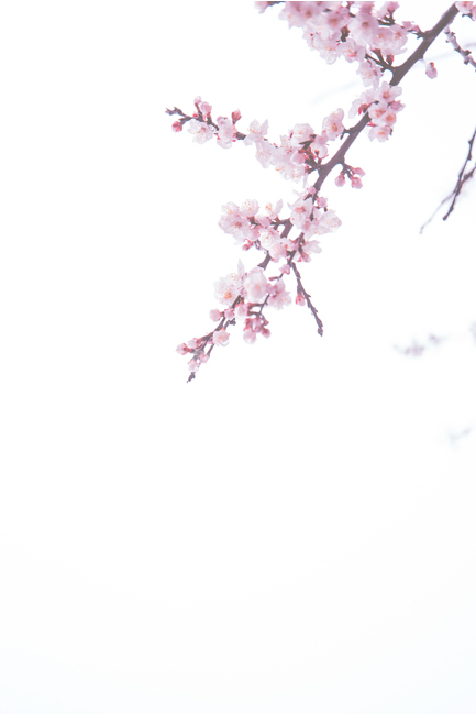 벚꽃,매화,꽃봉오리,봄,꽃,꽃구경,봄,계절,spring,season,식물,자연,plants,nature,꽃,flower,plant,blossom