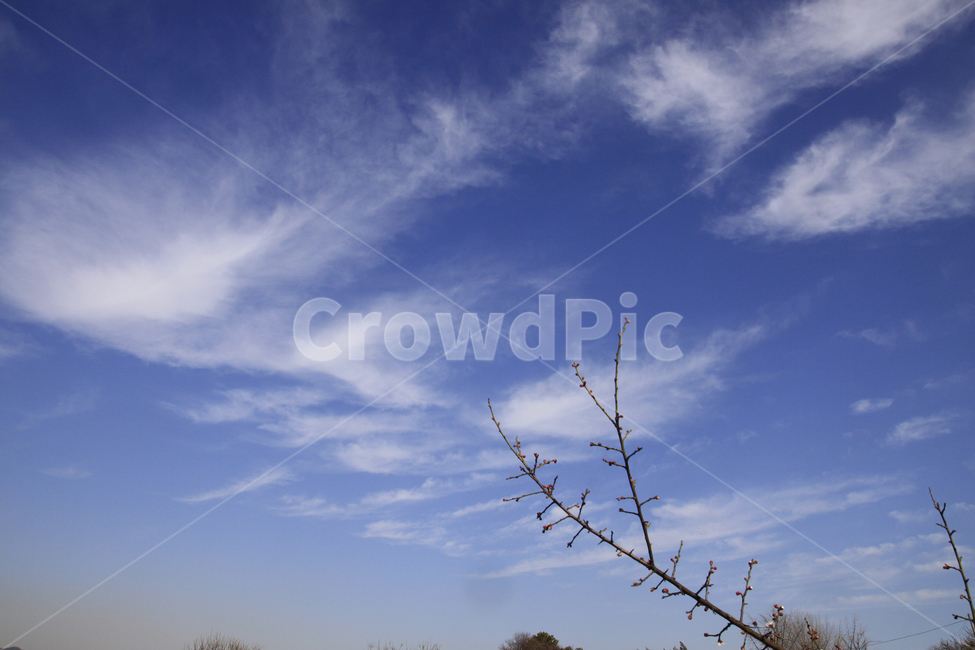 봄,자연,매화,꽃,매화꽃,매화마을,spring,flower,nature,season,나무,식물,봄꽃,계절,자연,풍경,nature,landscape,outdoors,옥외