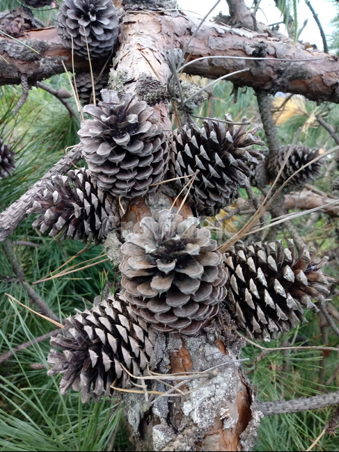 식물,자연,plant,nature,솔방울,소나무,적송,식물,자연,plants,nature,나무,trees,wood