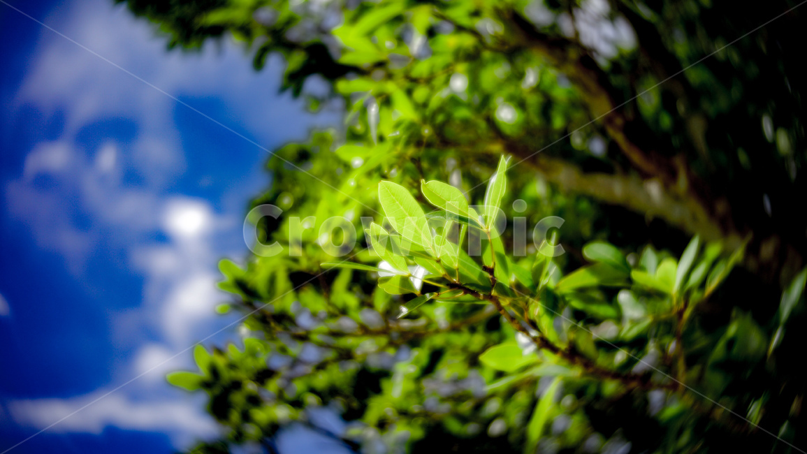 하늘,녹색잎,나뭇잎,나뭇가지,녹색,배경촬영,식물,자연,plants,nature
