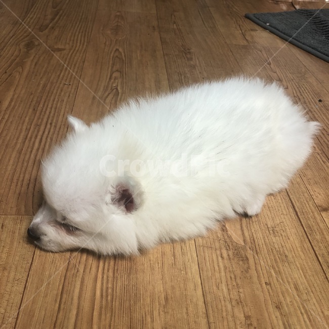 강아지,포메라니안,폼피츠,스피츠,dog,포메,애기강아지,아기강아지,새끼강아지,솜털,하얀포메,귀여움,동물,애완견