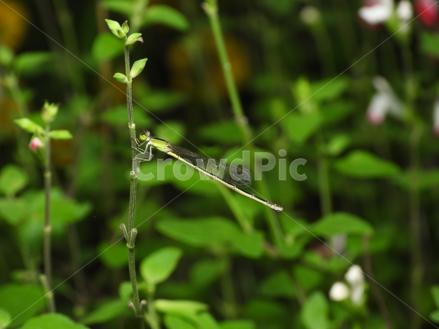 잠자리,곤충,자연,식물,녹색,동물,animal,곤충,벌레,insect,bug
