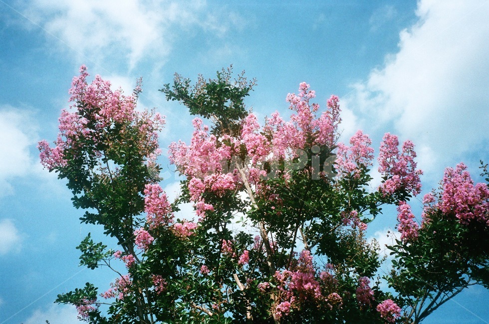 꽃,자연,정물,빛,오후,그림자,꽃나무,하늘,풍경,여름,식물,자연,plants,nature,꽃,flower,색깔,색상,색채,색감,color sense,color sensitivity,feeling of color