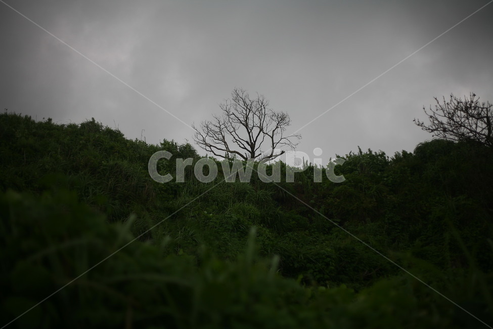 nature,자연,outdoors,나무,날씨,초목