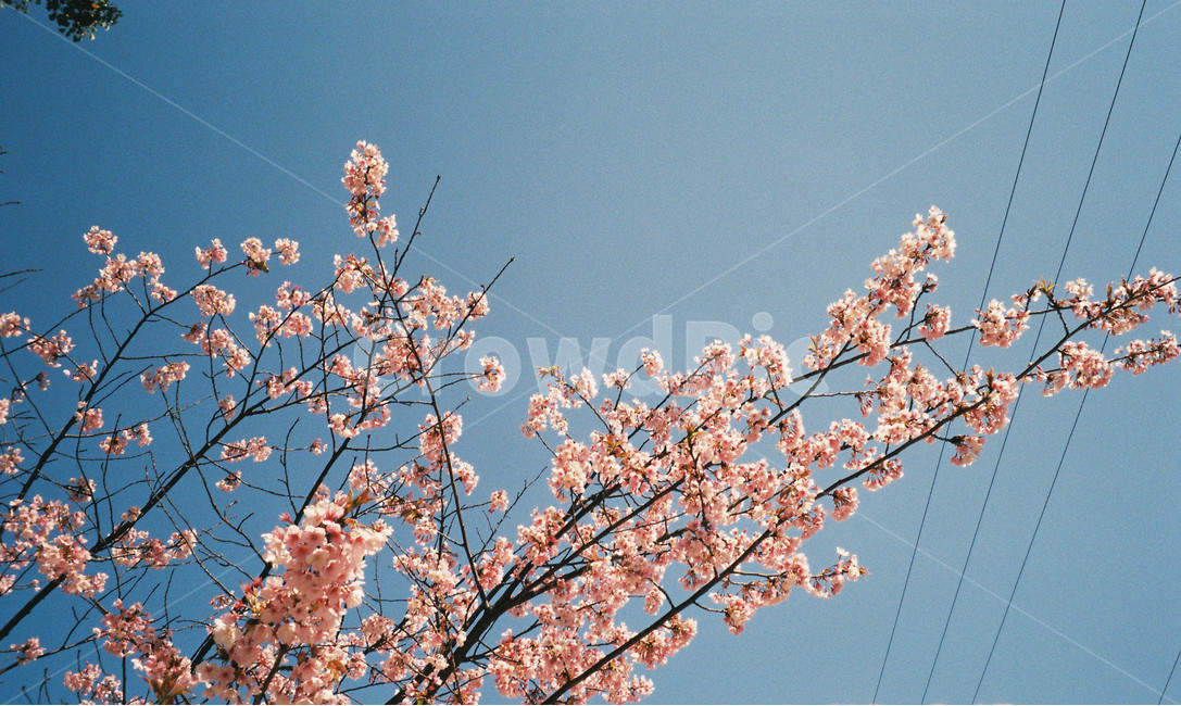 봄,벚꽃,분홍,하늘,꽃,나무,spring,flower