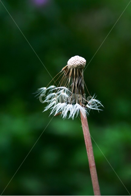 민들레홀씨,민들레,국화과,여러해살이풀,야생화,황화지정,포공영,금잠초,식물,자연,plants,nature