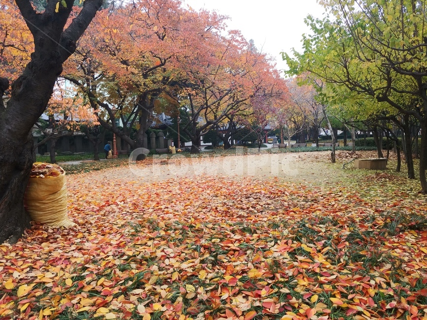 가을,단풍,낙엽,계절,메이플,fall,season,가을,계절,fall,autumn,season,plant,식물,tree,나무,leaf,잎,petal,꽃잎,flower,꽃,blossom,maple