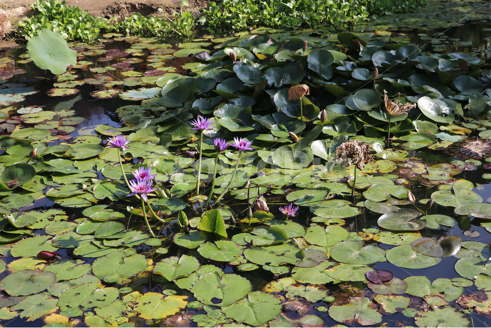 연못,공원,농원,수목원,수생식물,식물,자연,plants,nature,꽃,flower