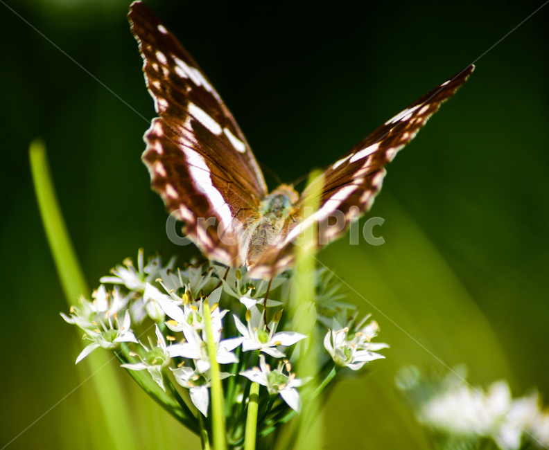 곤충,나비,날개,나방,butterfly,동물,animal,곤충,벌레,insect,bug