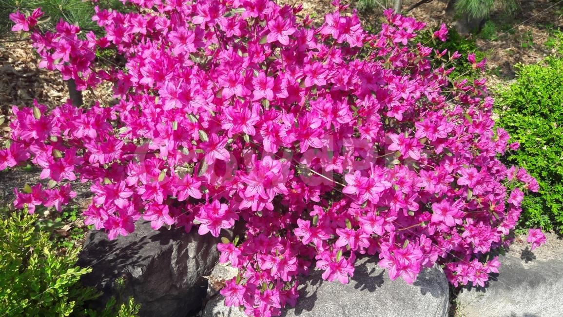 철쭉,분홍색,봄,꽃,활짝,봄,계절,spring,season,식물,자연,plants,nature,꽃,flower,geranium,제라늄,blossom,plant,petal,꽃잎