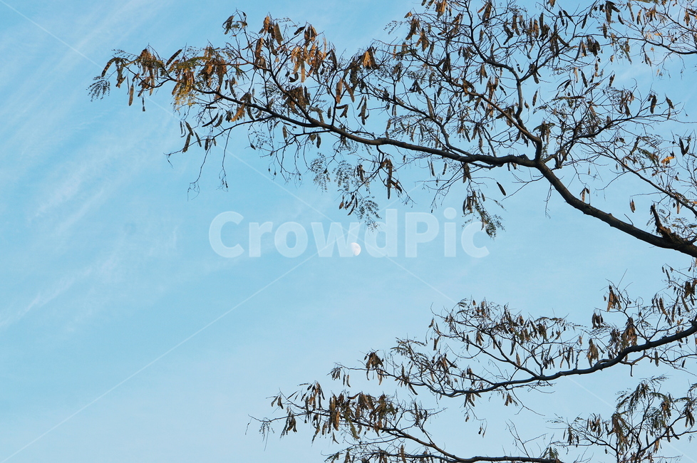 하늘,sky,달,moon,나무,tree,나무줄기,treetrunk,식물,자연,plants,nature,나무,trees,wood