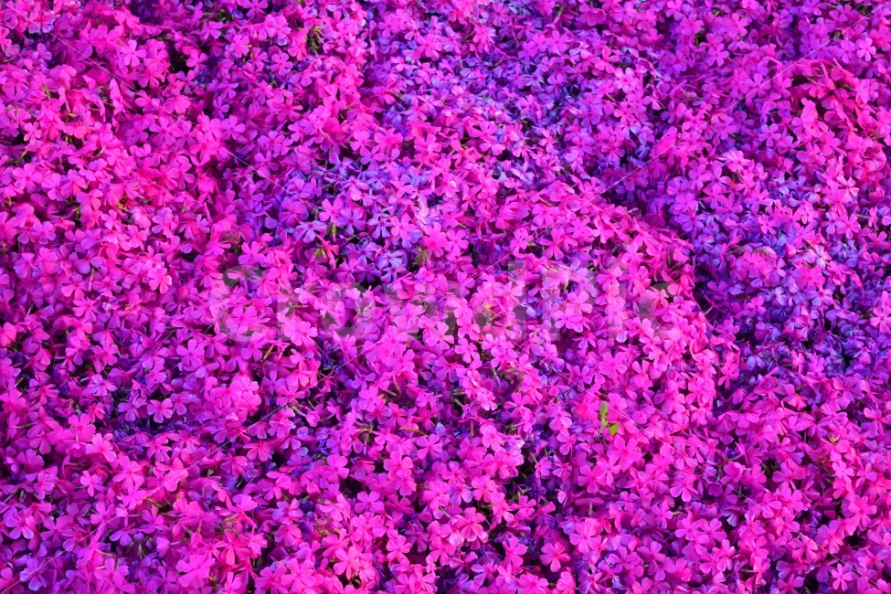 꽃,텍스쳐,식물,분홍,바이올렛,봄,아침,보라,자연,잎,식물,자연,plants,nature,꽃,flower,텍스처,질감,패턴,texture,pattern