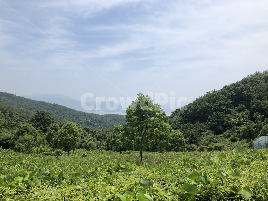 자연,nature,나무,풍경,tree