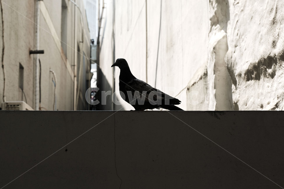 동물,비둘기,담벼락,실루엣,animal,dove,silhouette,조류,algae