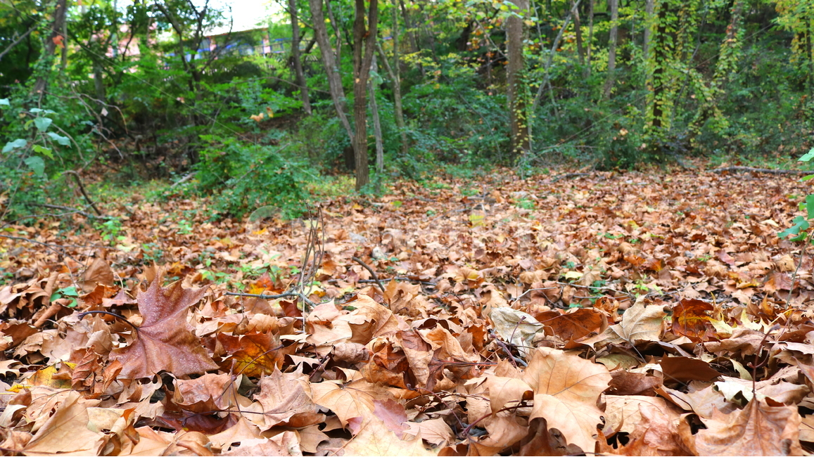낙엽,단풍,나뭇잎,자연,가을,가을,계절,fall,autumn,season,leaf,잎,plant,식물,tree,나무,ground,바닥