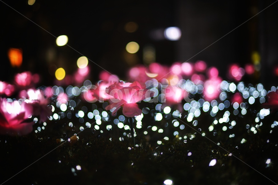꽃,장미,감성스냅,조화,nikon,보케,야경,밤,풍경,nightscape,night,landscape,droplet,작은 물방울