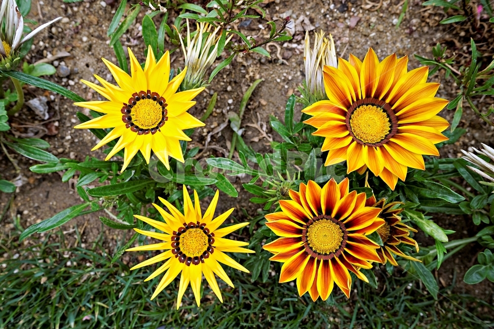 꽃,봄,자연,식물,flower,plant,floral,garden,가자니아,국화과,훈장국화,태양국,원예,gazania,남아프리카원산