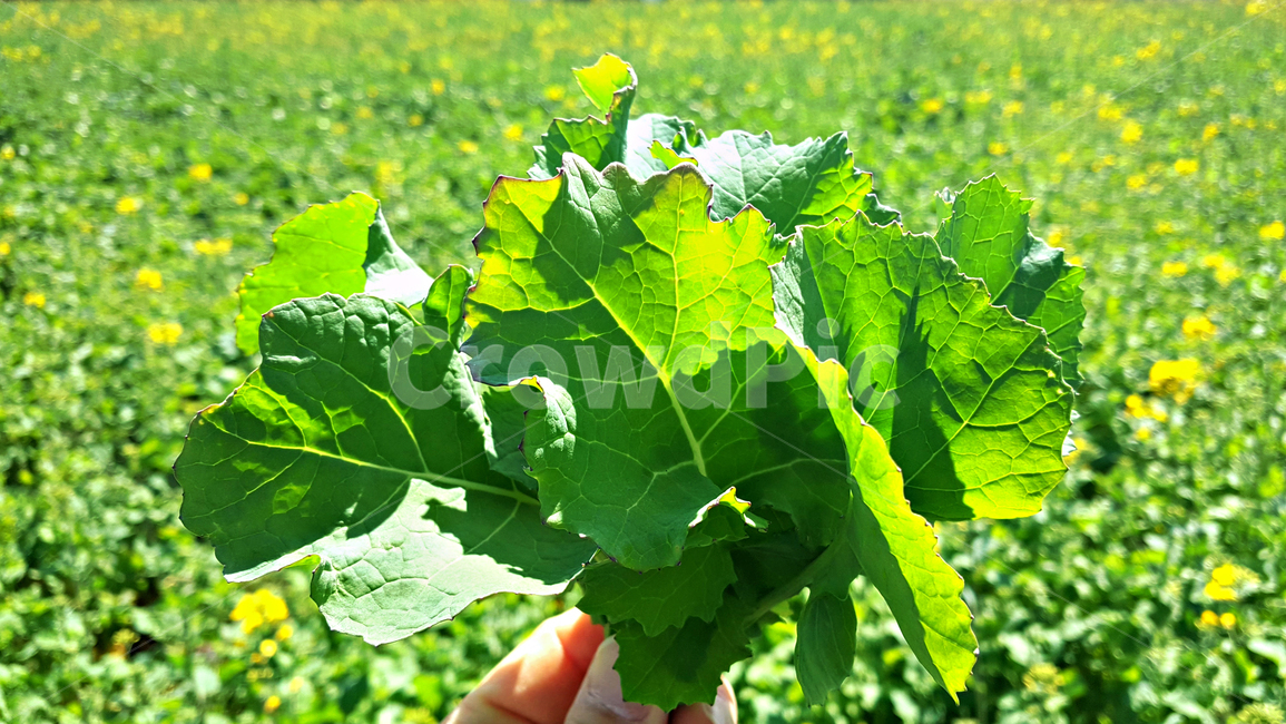 유채,유채잎,잎,leaf,식물,plant