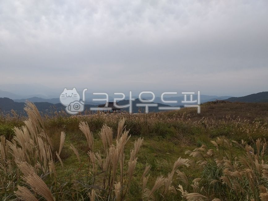 황매산,갈대,reed,갈대밭,가을
