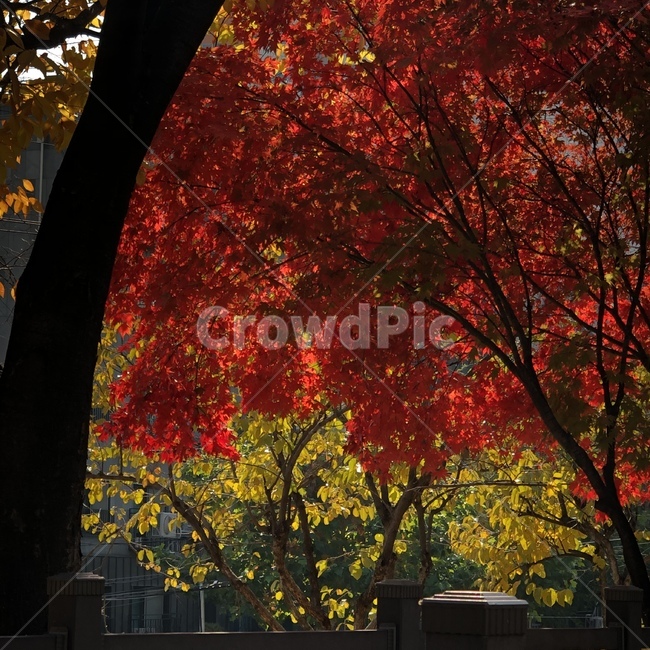 가을,단풍,자연,풍경,감성사진,배경,tree,나무,plant,식물,leaf,잎,maple
