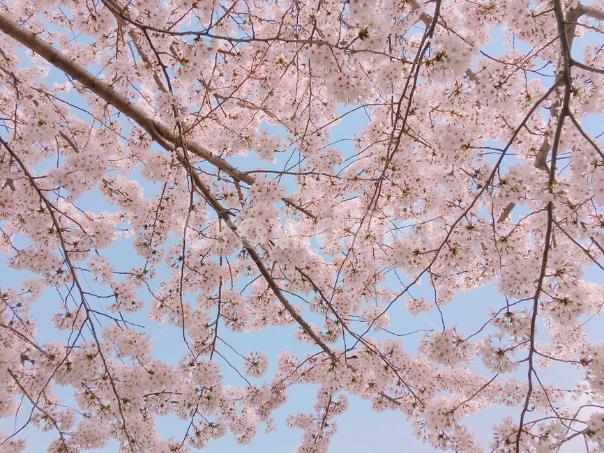 벚꽃,벚꽃축제,진해군항제,군항제,봄,꽃,벚꽃놀이,꽃놀이,벚나무,벚꽃길,plant,식물,blossom,flower,cheeryblossom,spring