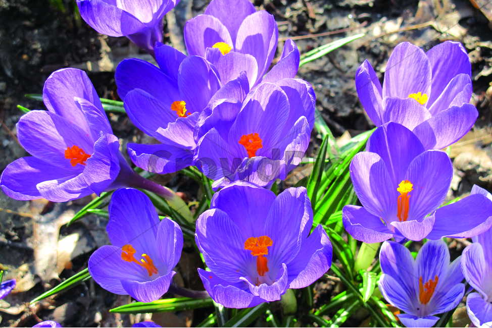 꽃,보라색,공원,blossom,flower,plant,식물,purple,식물,자연,plants,nature,꽃,flower