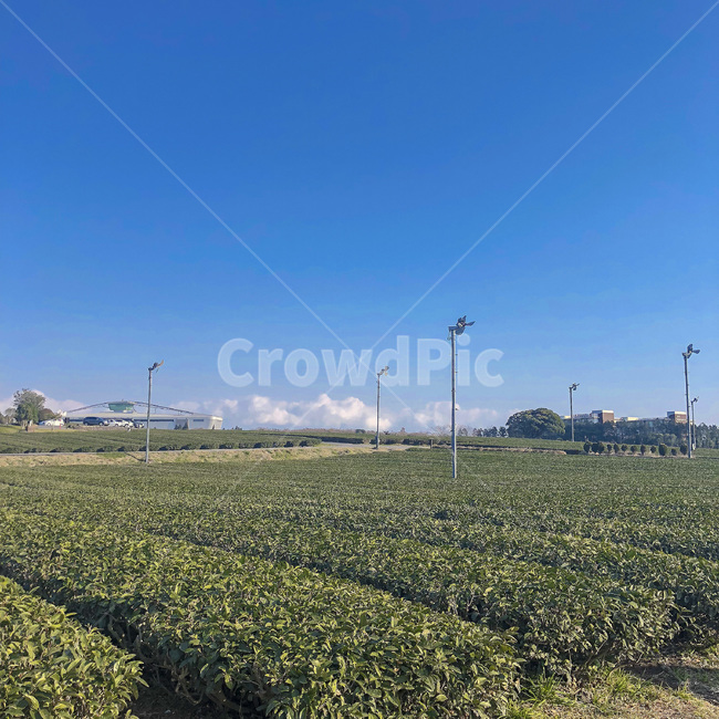 녹차,녹차밭,green,greentea,tea,풍경,landscape,farm,농장,하늘,sky,blue,자연,풍경,nature,landscape,한국자연풍경,한국자연경관,korea nature landscape,outdoors,옥외,field,들