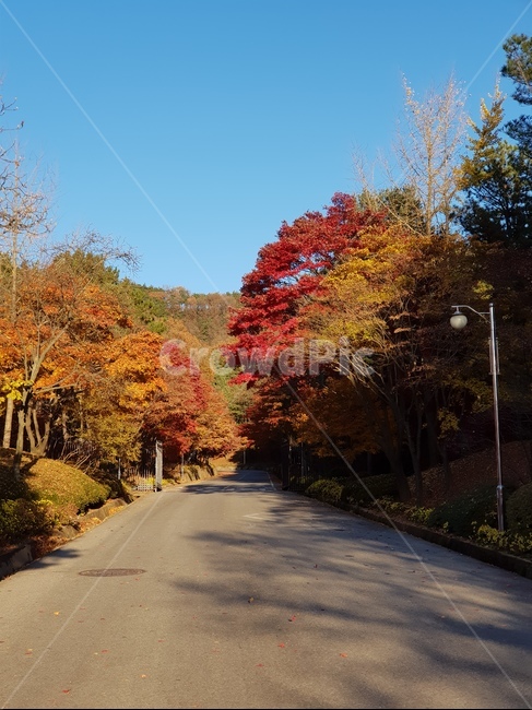 청남대단풍,단풍,청남대가을,가을청남대,대청호단풍,가을대청호,단풍나무,가을단풍,가을,단풍잎